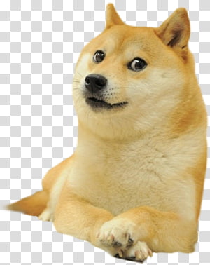 Doge Transparent Background Png Cliparts Free Download Hiclipart - roblox doge head free