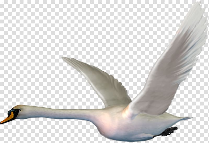 Cygnini The Magic Swan Geese Bird , Goose transparent background PNG clipart