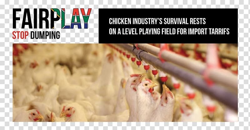 Broiler Chicken Health Enteritis Poultry, field survival transparent background PNG clipart