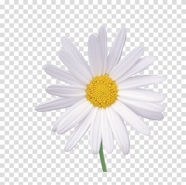 white chrysanthemum transparent background PNG clipart