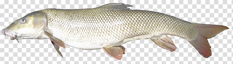 Barramundi Fish Animal, fish transparent background PNG clipart