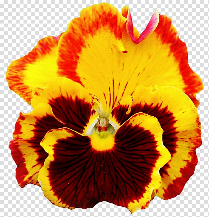 Pansy Yellow , pansies transparent background PNG clipart