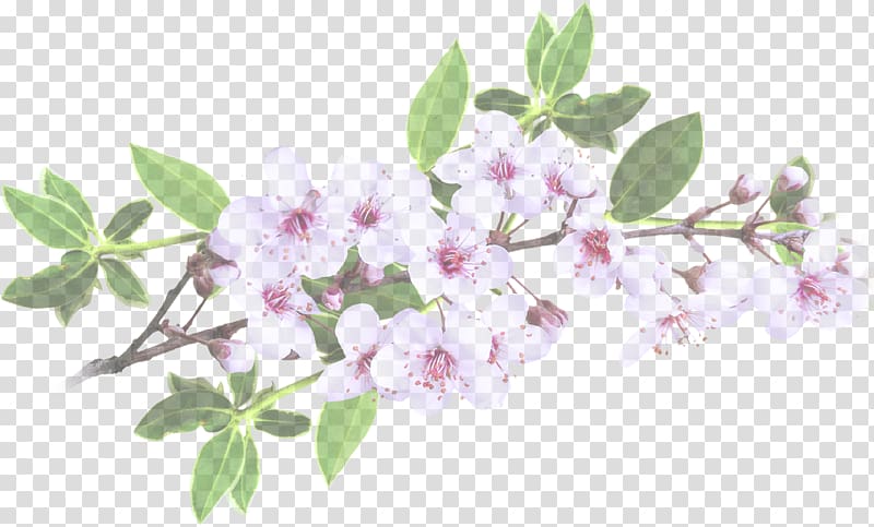 Park Garden Cherry blossom .ru Vintage clothing, others transparent background PNG clipart