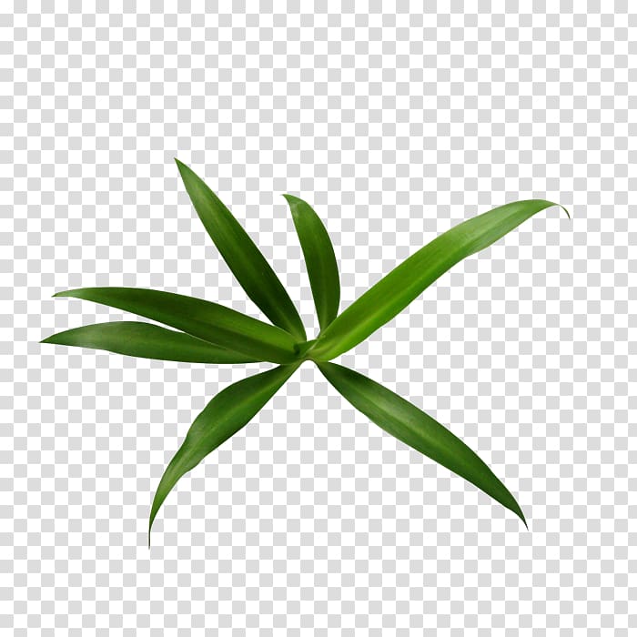 JPEG Network Graphics Leaf , bamboo leave transparent background PNG clipart