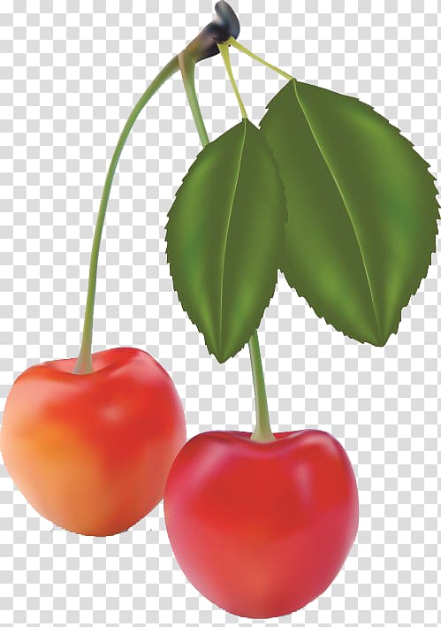 Fruit Realism, Cherry transparent background PNG clipart