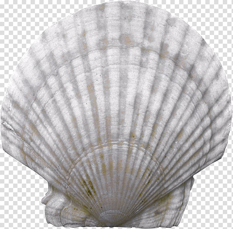 Seashell transparent background PNG clipart