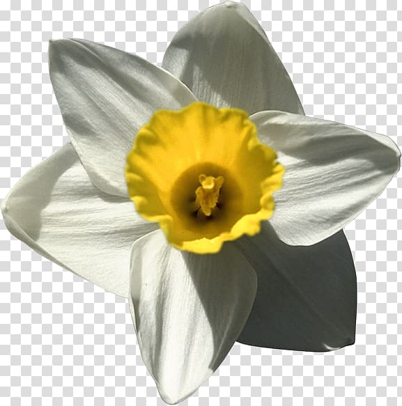 Daffodil Narcissus , others transparent background PNG clipart