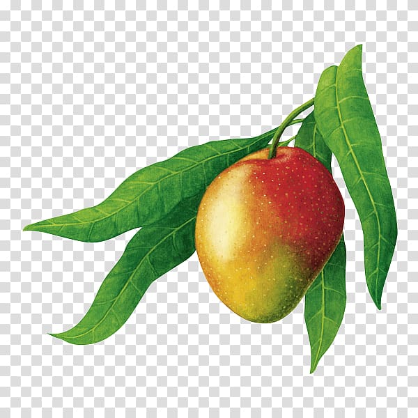 Organic food Mangifera indica RAPUNZEL NATURKOST GmbH Natural foods, Mangos transparent background PNG clipart