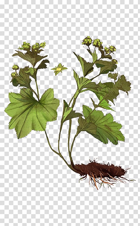 Alchemilla vulgaris Leaf Plant stem Alchemy Herb, Leaf transparent background PNG clipart