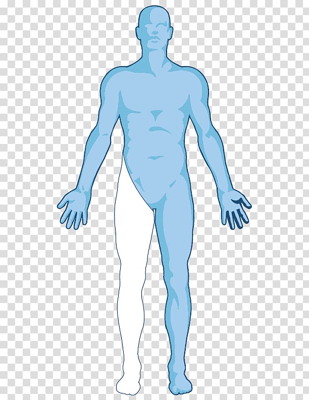 Vitruvian Man Human body Anatomy Organ Homo sapiens, shape transparent background PNG clipart
