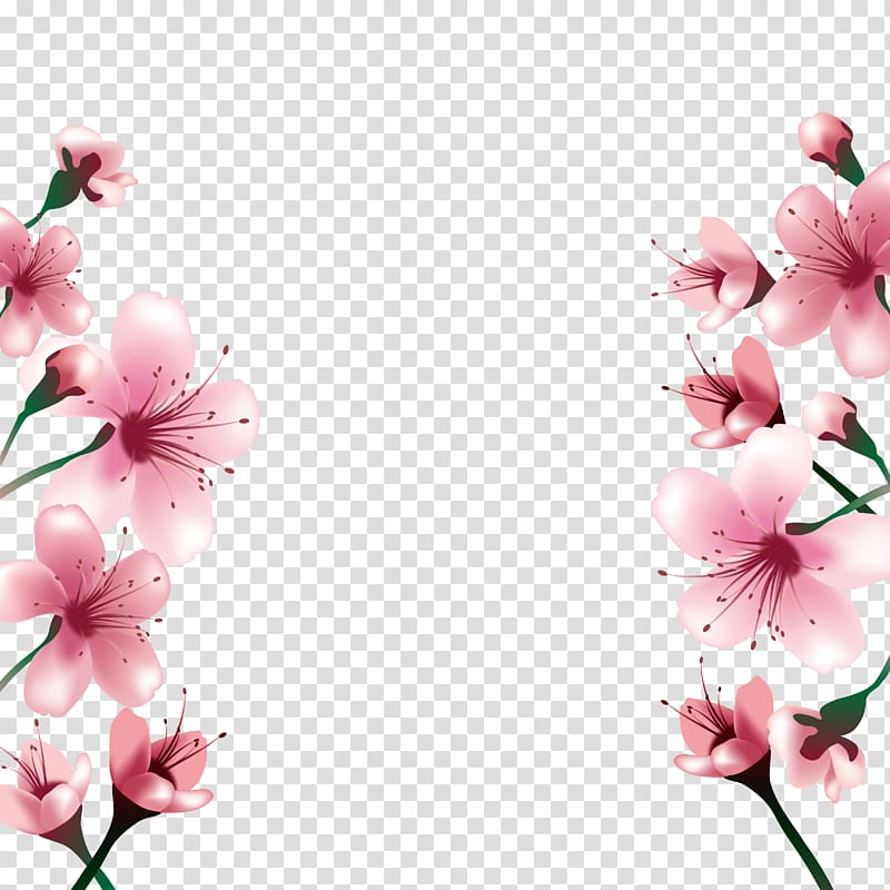 pink flowers , National Cherry Blossom Festival Paper, Cherry blossoms transparent background PNG clipart