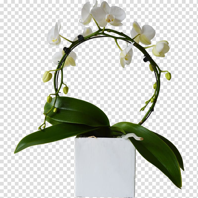 Moth orchids Cut flowers Plant stem Branch, flower transparent background PNG clipart