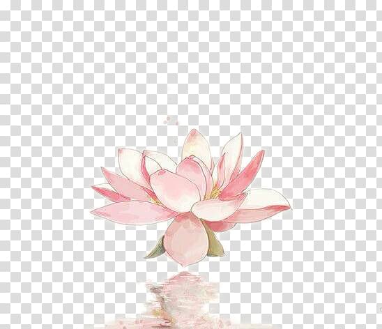 Nelumbo nucifera Watercolor painting, Reflecting lotus transparent background PNG clipart