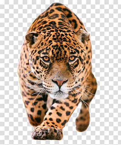 adult leopard, Jaguar Closer transparent background PNG clipart