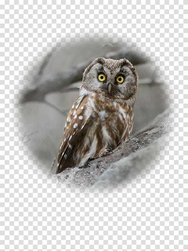 Great Grey Owl Close-up Beak, owl transparent background PNG clipart