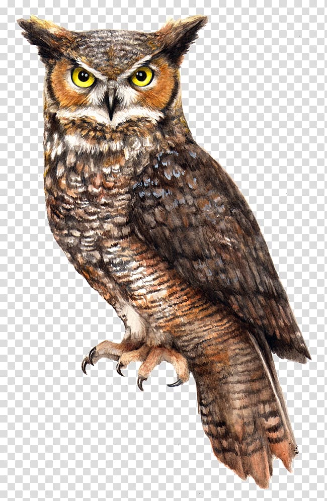 brown eagle-owl, Barn owl Pellet Bird Vole, Owl File transparent background PNG clipart