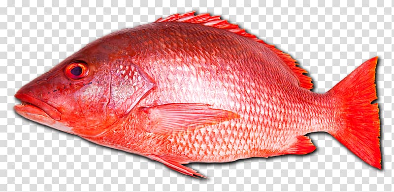 Northern red snapper Fish Seafood Vermilion snapper, Fishing transparent background PNG clipart
