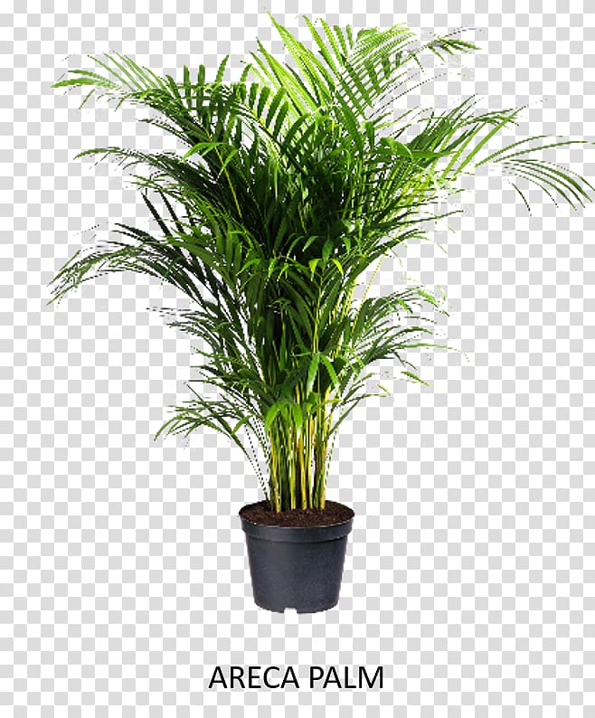 Areca palm Houseplant GroenRijk Rhapis excelsa, plant transparent background PNG clipart