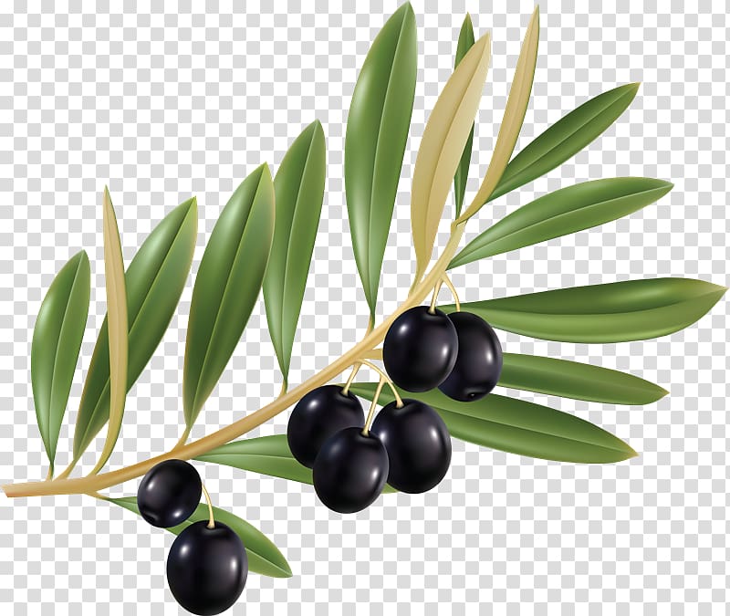 Olive leaf Olive branch Olive oil Cailletier, olive oil transparent background PNG clipart