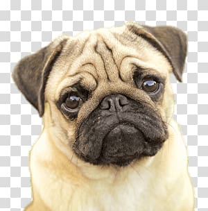 close-up of adult fawn pug, Pug Face transparent background PNG clipart