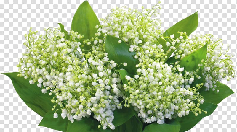 Lily of the valley Desktop Flower Fleur blanche, lily transparent background PNG clipart