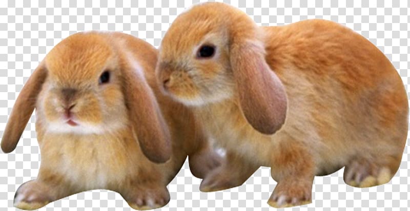 Mini Lop Dog Puppy Leporids Kitten, Two yellow bunny transparent background PNG clipart