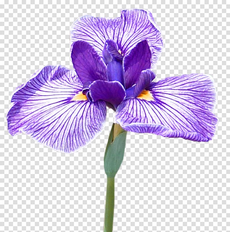 Northern blue flag Flower Orris root Iris croatica Irises, iris transparent background PNG clipart