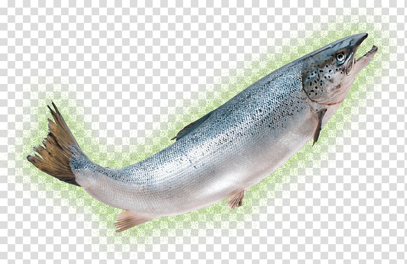 AquAdvantage salmon Chum salmon Coho salmon Seafood, fish transparent background PNG clipart