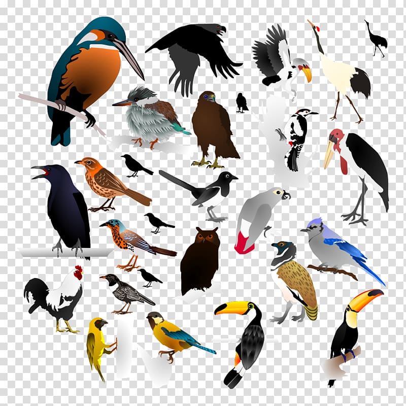 The birds transparent background PNG clipart