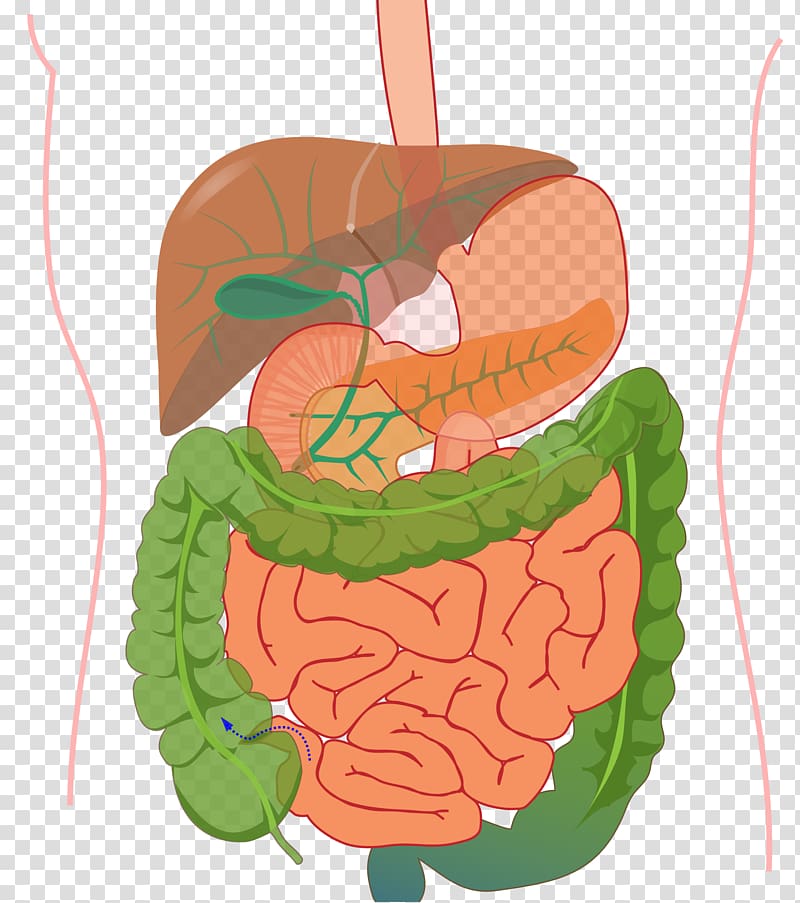 Human body Organ system Gastrointestinal tract Human digestive system, digestive system transparent background PNG clipart
