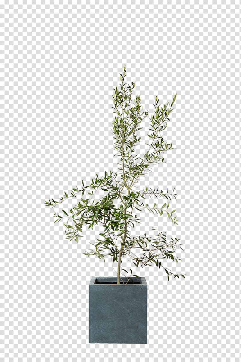 Sageretia theezans Silverberry Agavaceae Houseplant, others transparent background PNG clipart