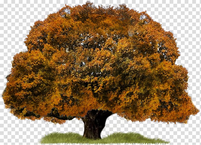 Tree , Autumn Tree transparent background PNG clipart
