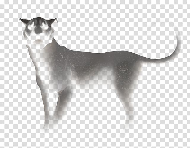 Whiskers Cat Dog breed Dog breed, Cat transparent background PNG clipart