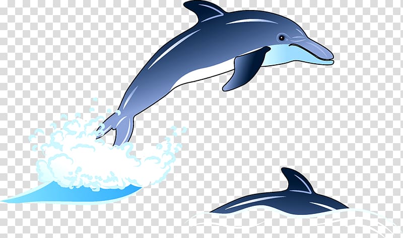 blue dolphin on body of water , Common bottlenose dolphin Wholphin Tucuxi Rough-toothed dolphin Dolphin, Dolphin, dolphin transparent background PNG clipart