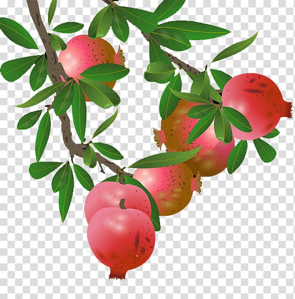 Pomegranate Lingonberry Apple, pomegranate transparent background PNG clipart