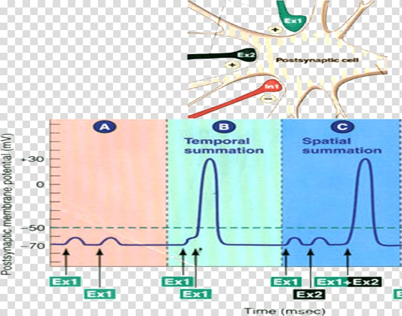 Excitatory postsynaptic potential Action potential Neuron Membrane potential, Postsynaptic Potential transparent background PNG clipart