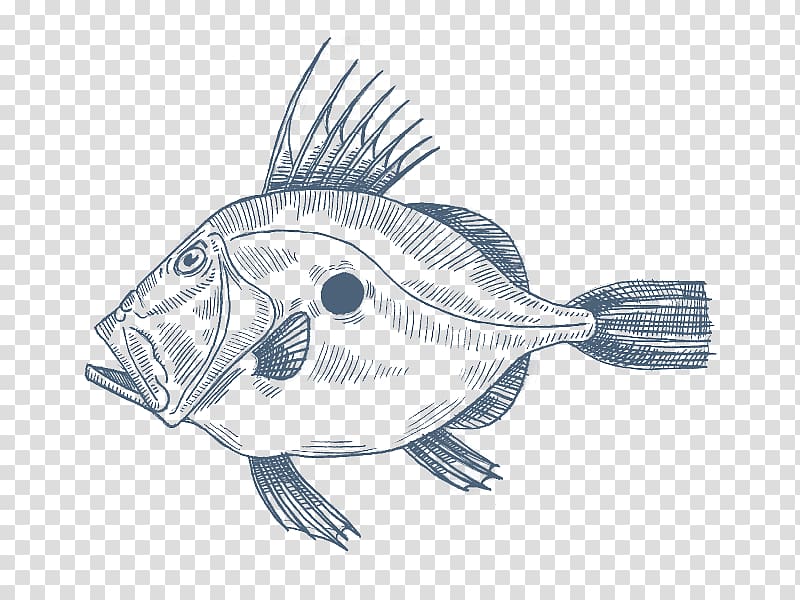 Anglerfish John Dory Mediterranean cuisine Drawing, fish transparent background PNG clipart