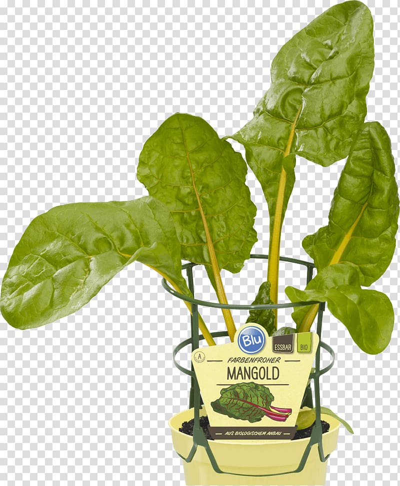 Chard Common beet Vegetable Spinach Beetroot, vegetable transparent background PNG clipart