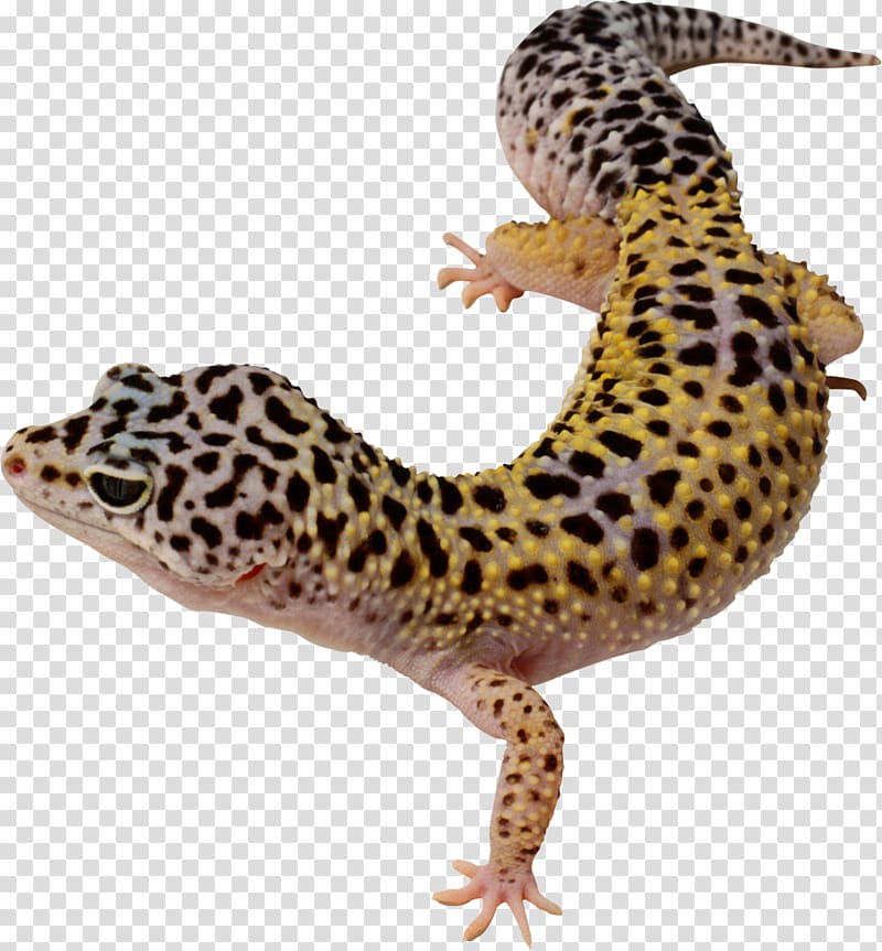 Common leopard gecko Long-nosed leopard lizard Reptile, leopard transparent background PNG clipart