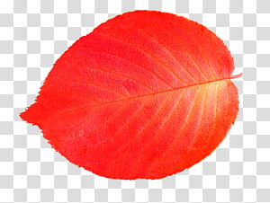 Leaf Illustration, leaf transparent background PNG clipart thumbnail