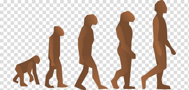 Human evolution The Evolution of Man Modern Humans , binocular vision transparent background PNG clipart
