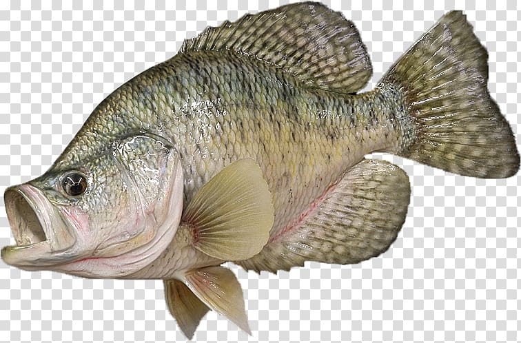 Tilapia Bass White crappie Perch Black crappie, Fishing transparent background PNG clipart
