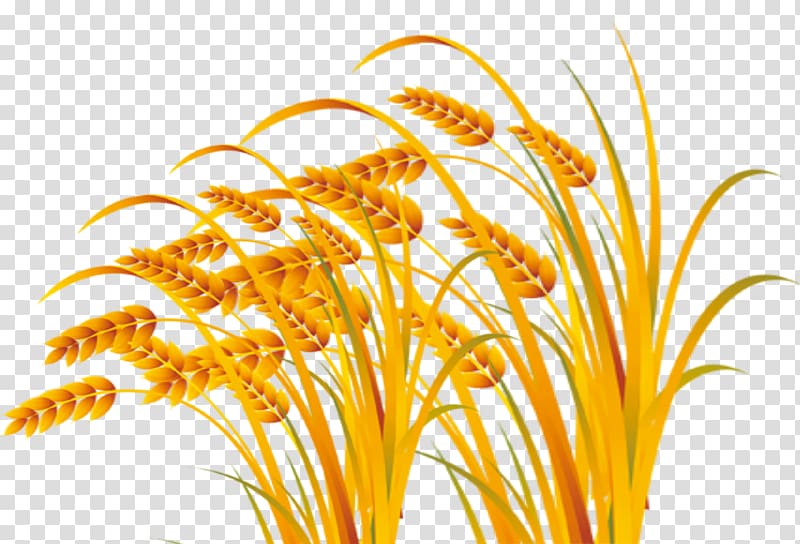 Illustration, Wheat harvest foul free pull material transparent background PNG clipart