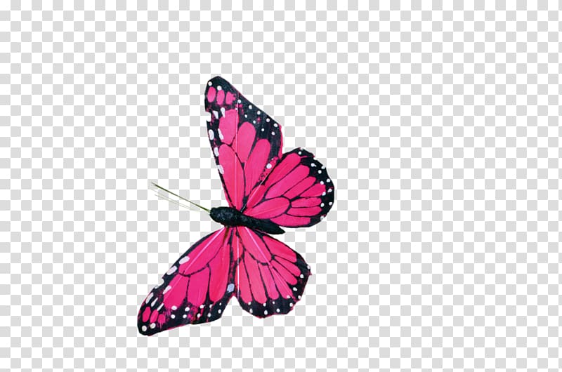 Butterfly Color , pink butterfly decoration transparent background PNG clipart