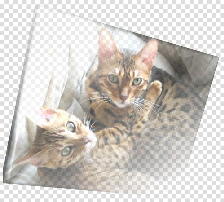 Bengal cat Toyger Tabby cat Whiskers Fauna, ear mites transparent background PNG clipart