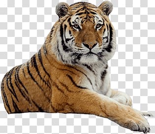 reclining tiger illustration, Tiger Looking transparent background PNG clipart