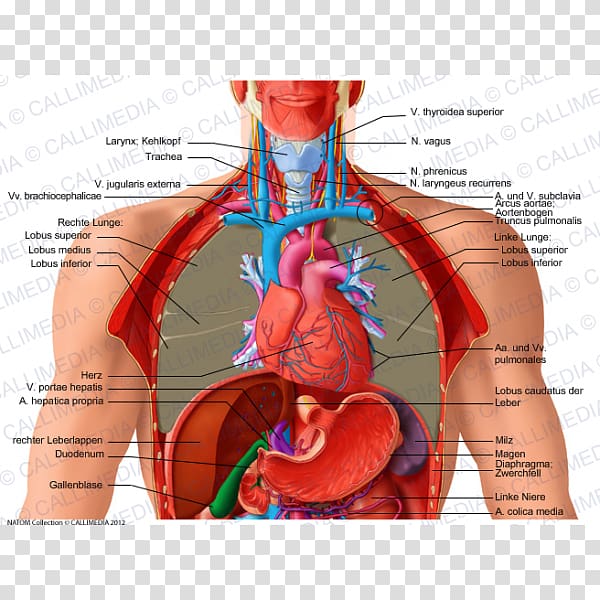 Thorax Vein Organ Lobe Phrenic nerve, others transparent background PNG clipart