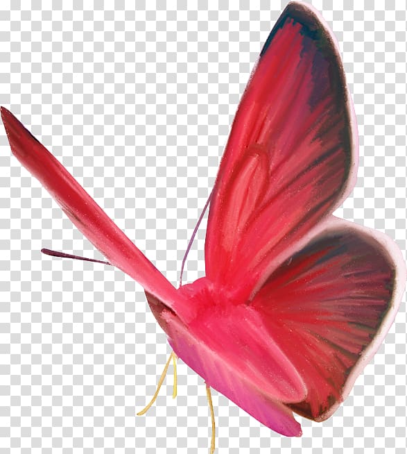 Butterfly Animal Moth , butterfly transparent background PNG clipart