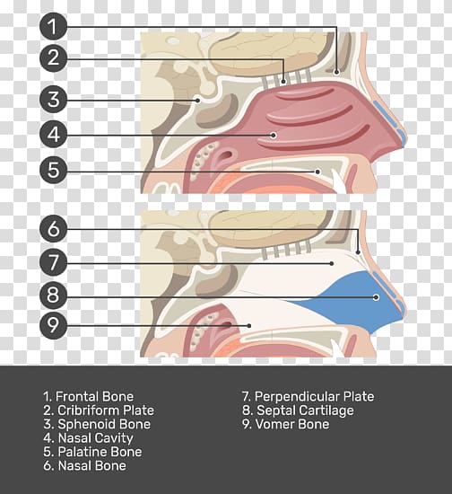 Paper Nasal cavity Nose Test Cartilage, Nasal Cavity transparent background PNG clipart