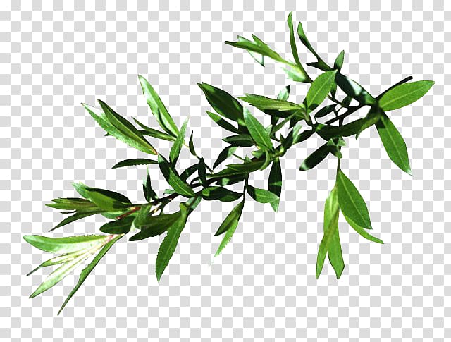 Willow Leaf Tree Four species, Leaf transparent background PNG clipart